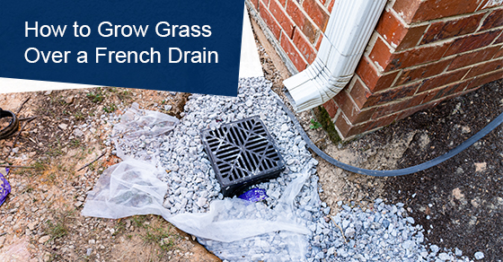 How to Grow Grass Over a French Drain
