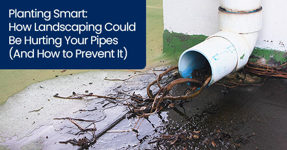 Planting smart: How landscaping could be hurting your pipes (And how to prevent it)
